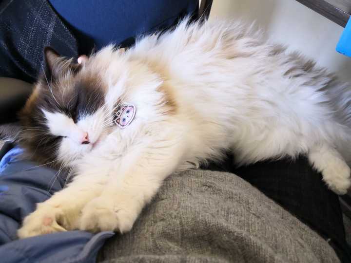 布偶猫真的有尴尬期嘛?