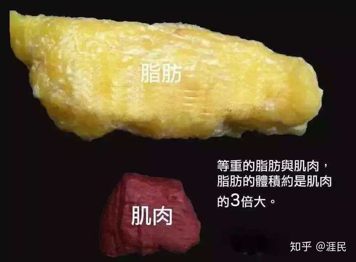 同等重量的肌肉和脂肪,脂肪的体积是肌肉的3倍.