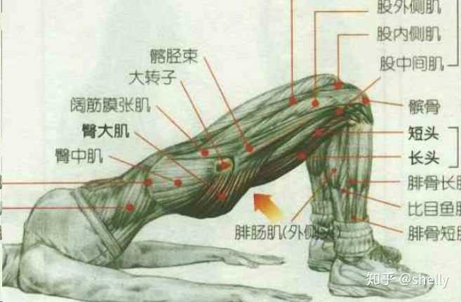 第三重点介绍一下这个臀部的动作,叫 臀桥.