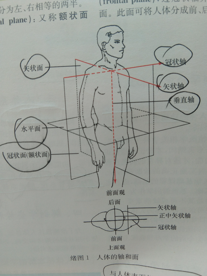 请问在同一冠状面内是什么意思?谢谢?