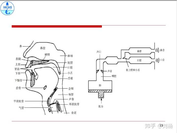 人的声音是怎么发出的发声机理是什么