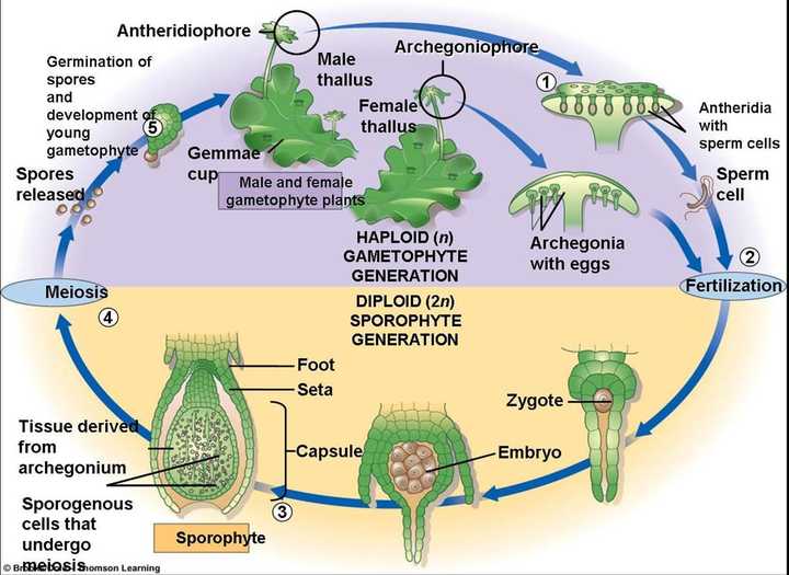 地钱的配子体特别发达,精子囊中产生的精子需要在水中才能游到颈卵器