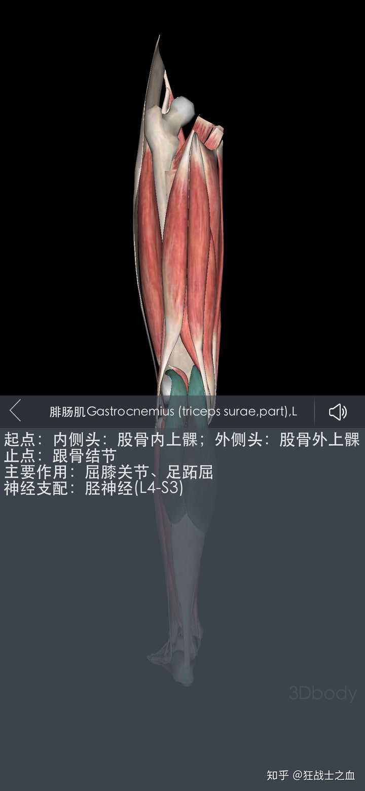 你小腿粗是因为你从小体重过大,下肢在维持你大体重的时候得到