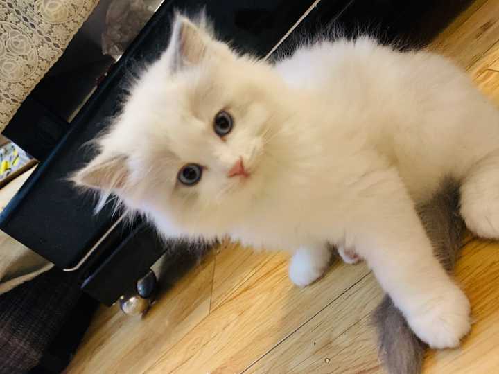 一只猫能可爱到什么程度?