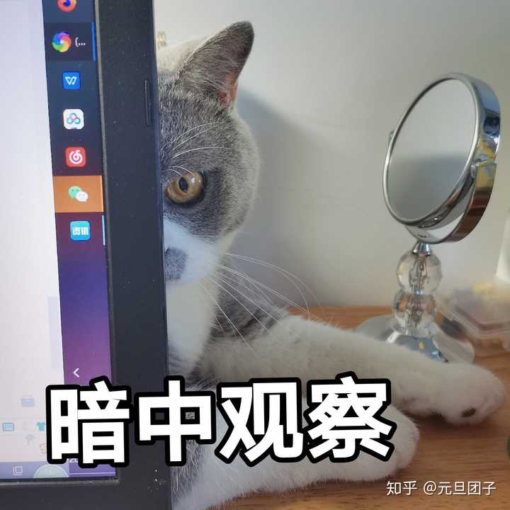 猫猫祟祟的猪崽