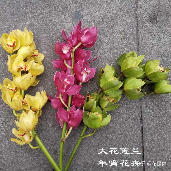 自然界有绿色的花吗?