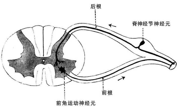 column / spinal dorsal horn)及传出运动性信号的脊髓背根神经节