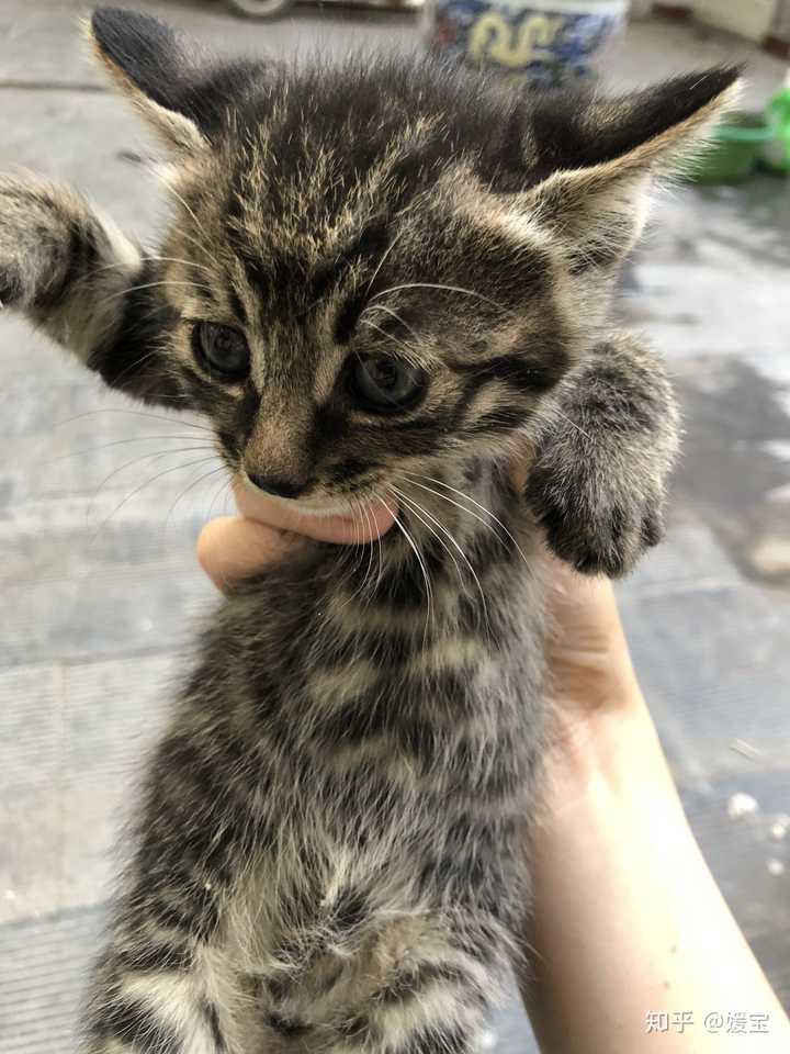 野猫幼崽家养后还有野性吗?
