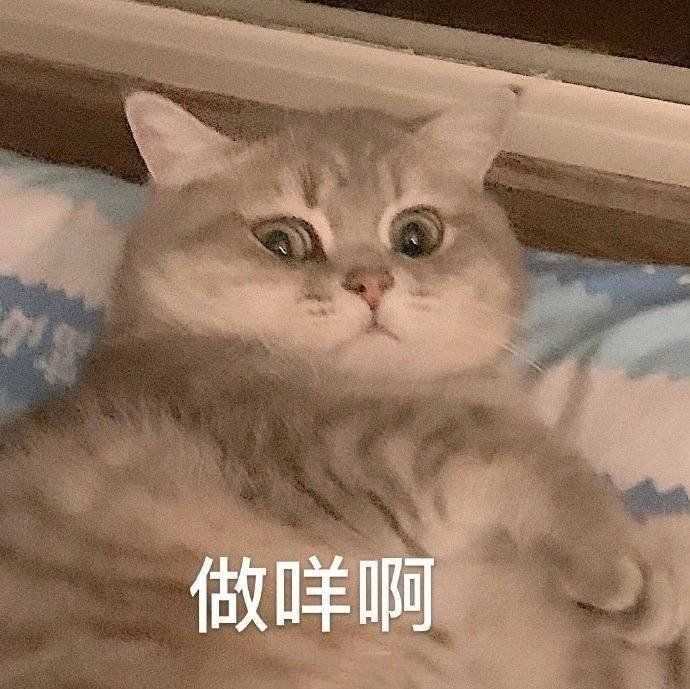 有什么特别可爱猫猫的动态图或表情包吗?