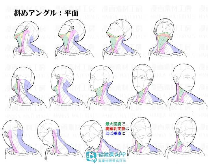 如何画好头颈肩的关系?