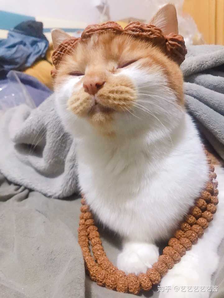 橘猫一只多少钱?