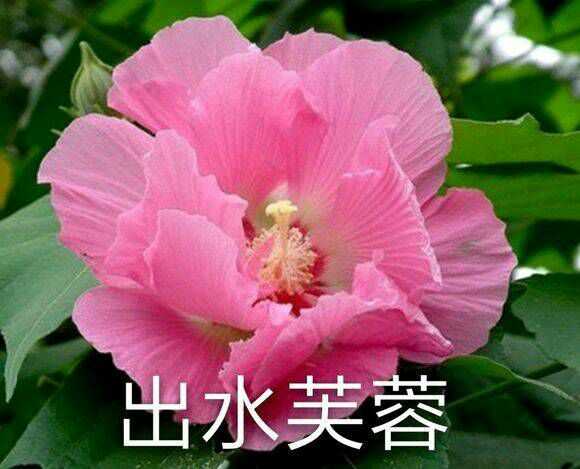 有哪些好看的情侣头像?