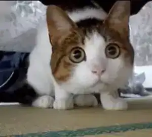 如何用表情包说一个故事?