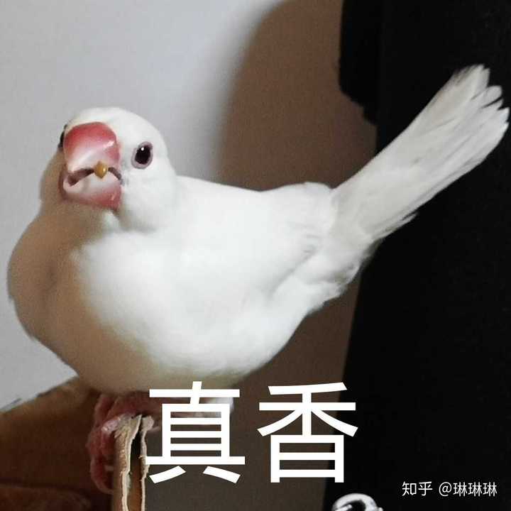 养文鸟是一种什么体验?