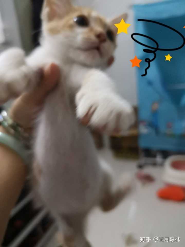 每天肚子都圆鼓鼓的,真怕撑坏呀