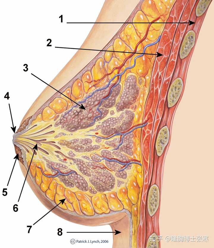 胸腔壁 2.胸大肌 3.乳腺小叶 4.乳头 5.乳晕 6.乳管 7.脂肪组织 8.
