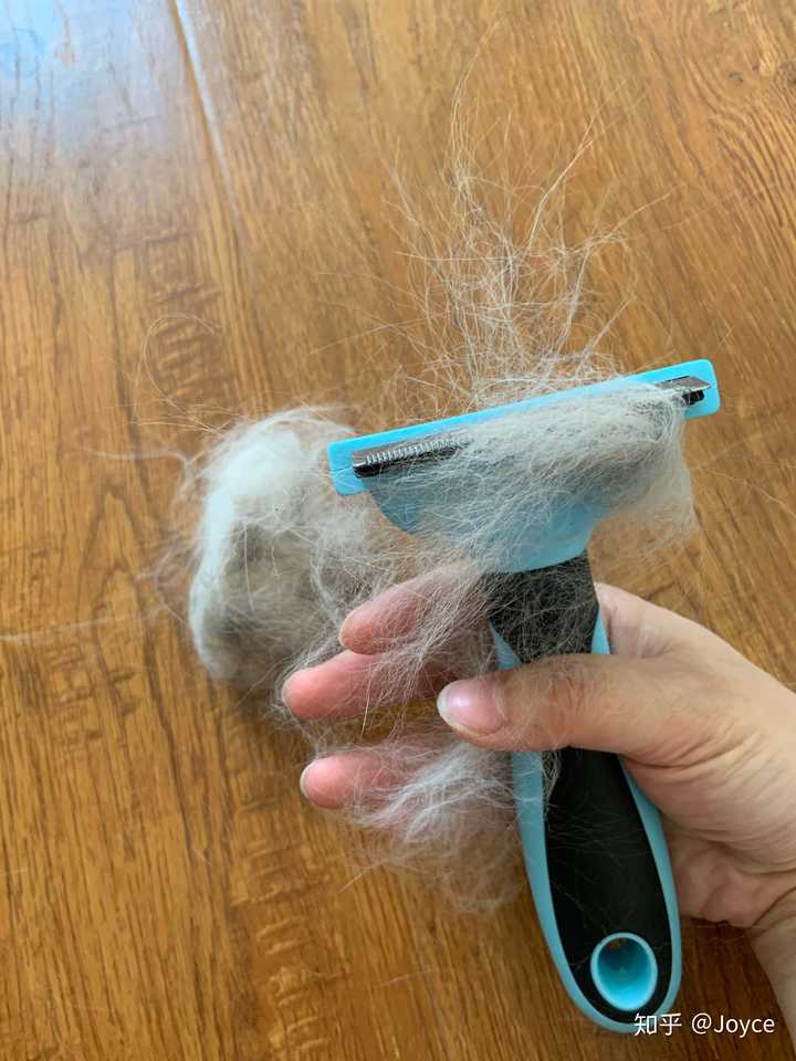 布偶猫掉毛严重怎么办
