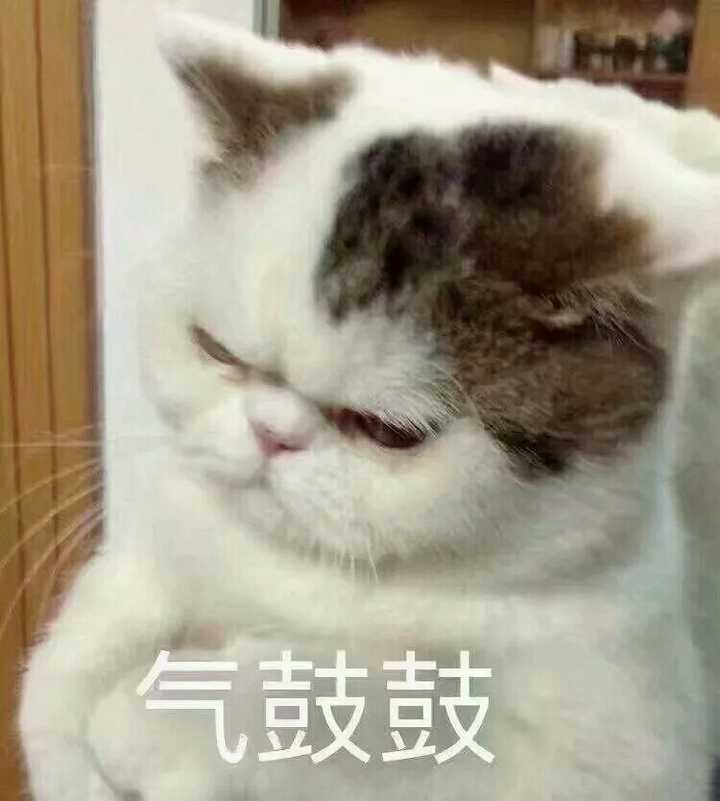 有哪些可爱到哭泣的猫咪图片或者表情包?