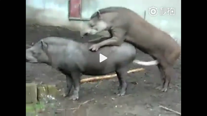 这是一个两个动物在交配的视频,但我真的只是想问问这种动物叫什么