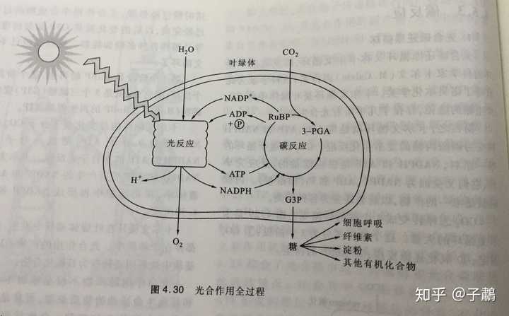 为什么叶绿素主要吸收蓝紫光和红光?