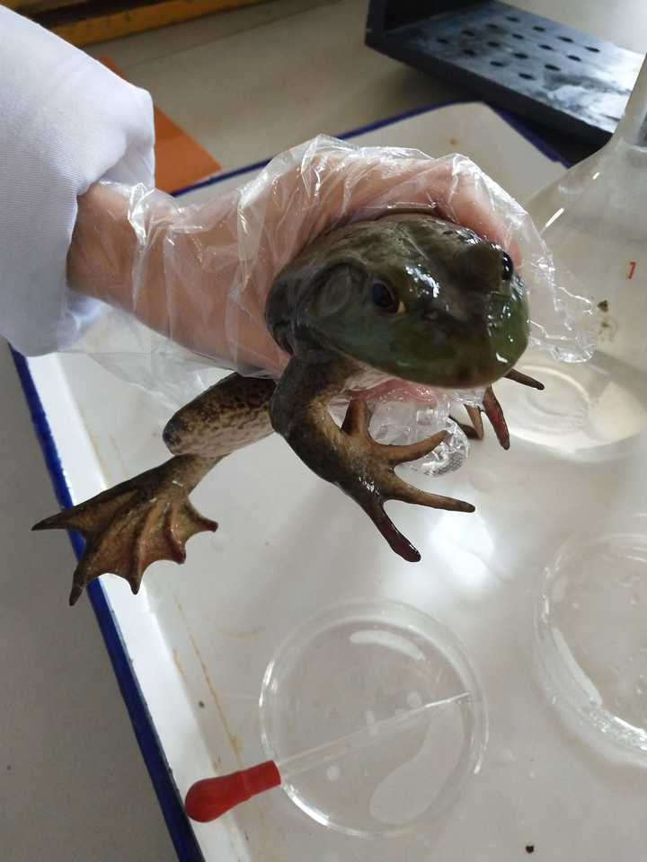 之前做过解剖牛蛙的实验,哇⊙⊙!