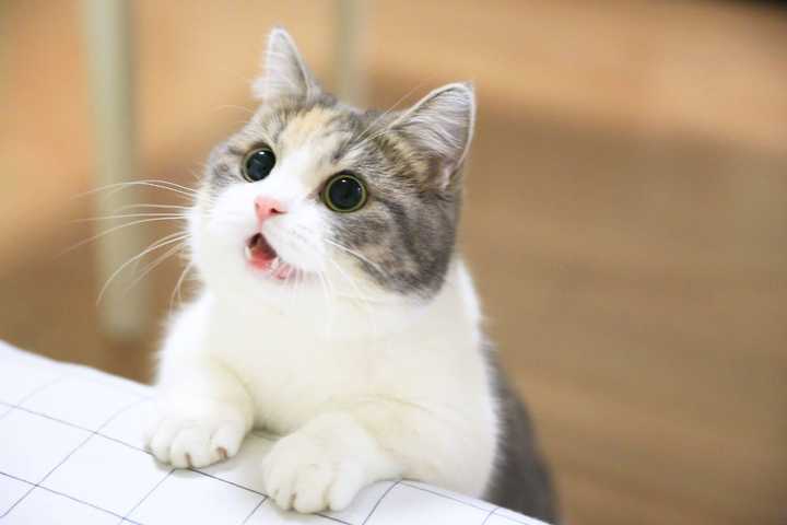有哪些好看的猫咪壁纸或头像?