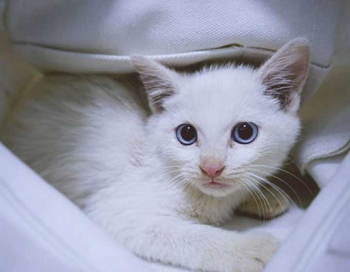 怎么样拥有一只蓝眼睛的白色猫猫?