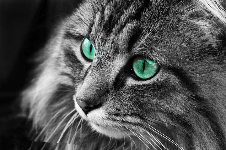 养挪威森林猫是一种怎样的体验?