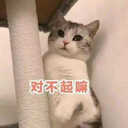 有没有给女朋友认错的表情包?