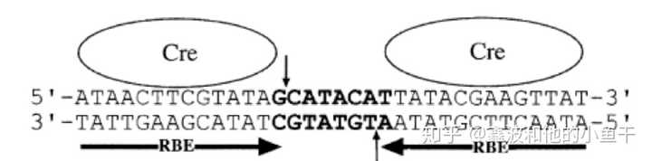 cre酶和lox位点