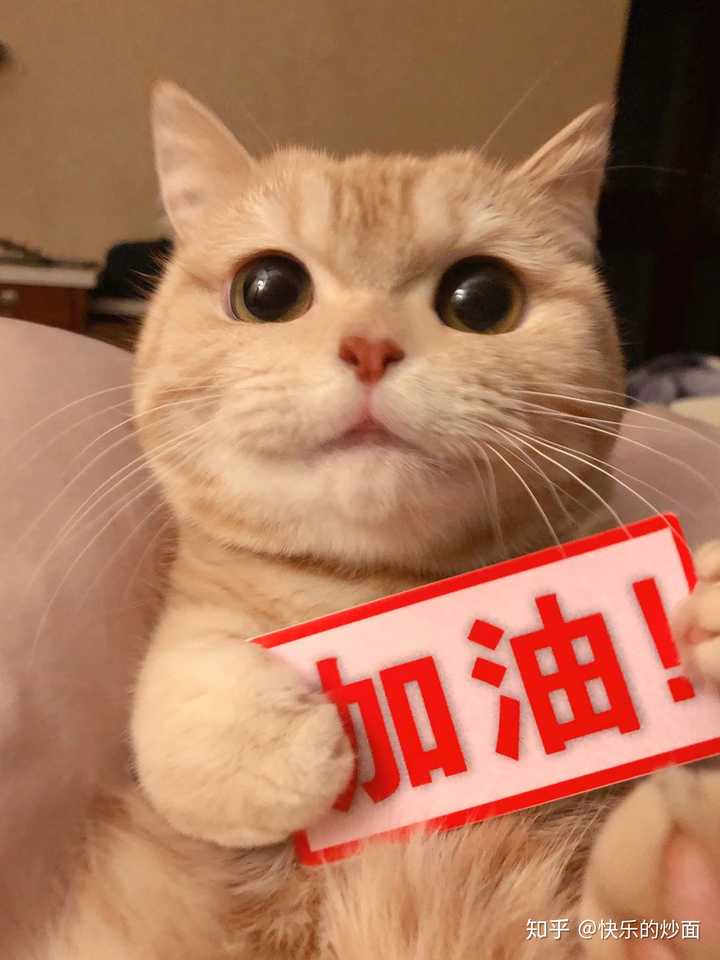 你见过最好看的橘猫长什么样