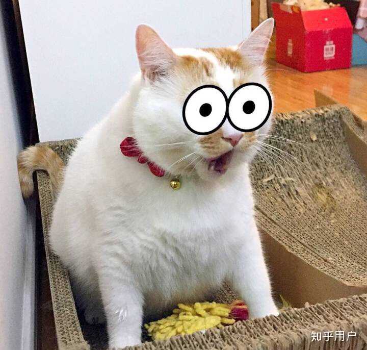 万能表情包?excuse me,当然要举爪我们可爱的楼楼小猫咪了.