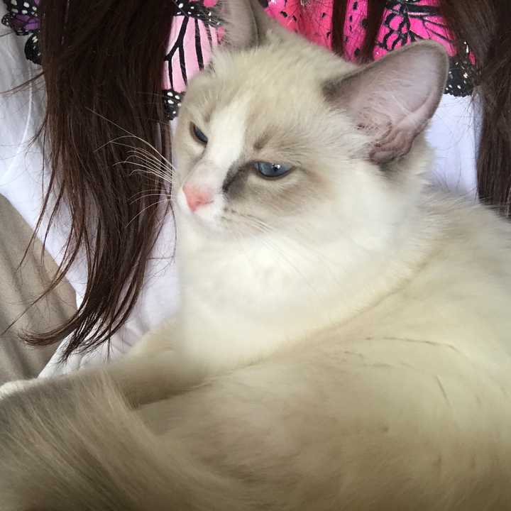 布偶猫过于黏人是怎样的体验?
