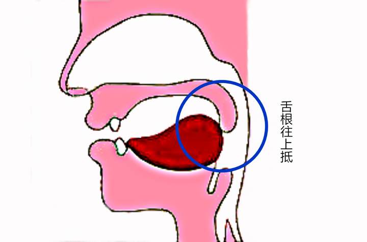 后 鼻韵母发音的部位用的是第二张图片的部位,舌根和软腭!