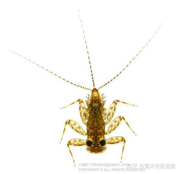 像不像没了触角的石蛃?它的气管鳃是由腹足特化成的