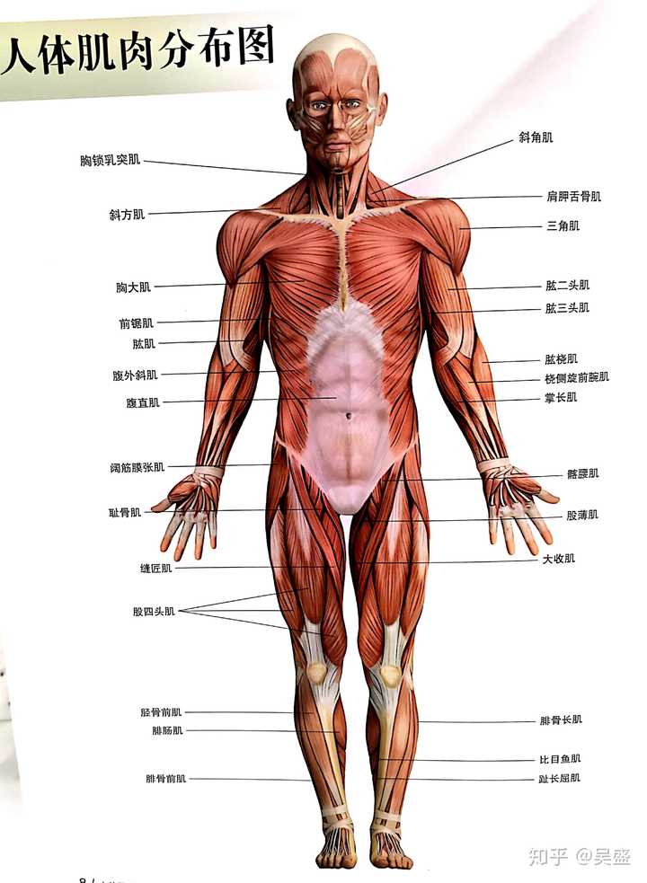 在健身房如何有效的练背?