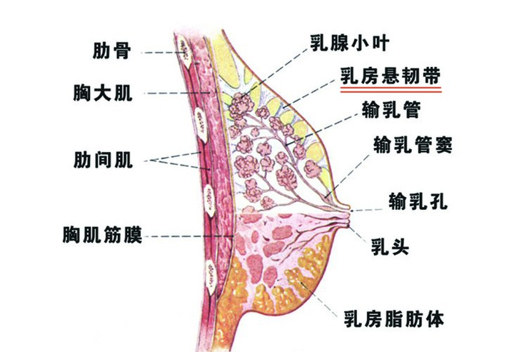 乳房脂肪真的会游移到背部嘛有什么科学依据吗