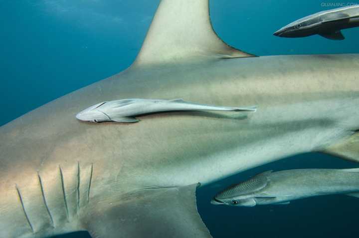 侧孔总目的鲨鱼的鳃所在的位置,由于没有骨质的鳃盖,看起来软趴趴的