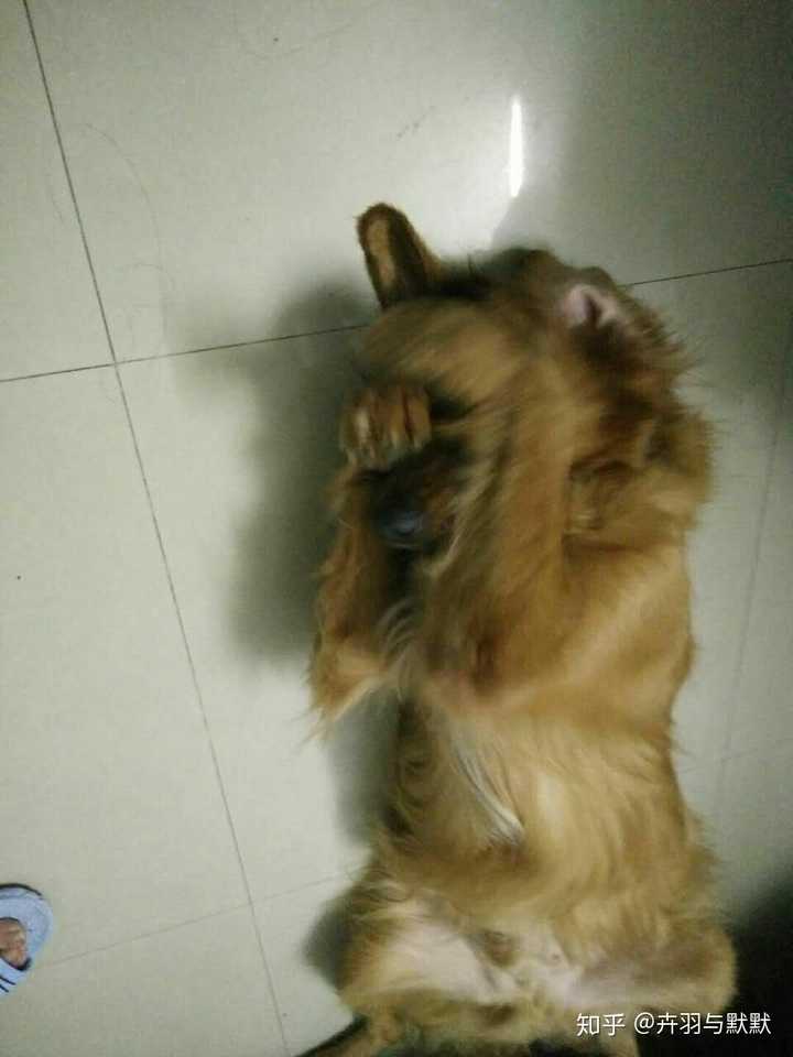 捂脸的狗子