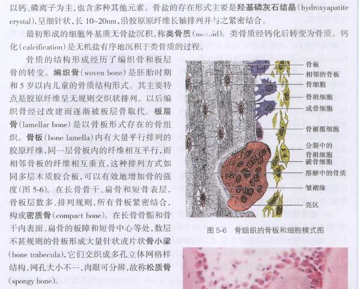 骨质与骨基质有什么关系?它们是同一事物的两个名词吗?