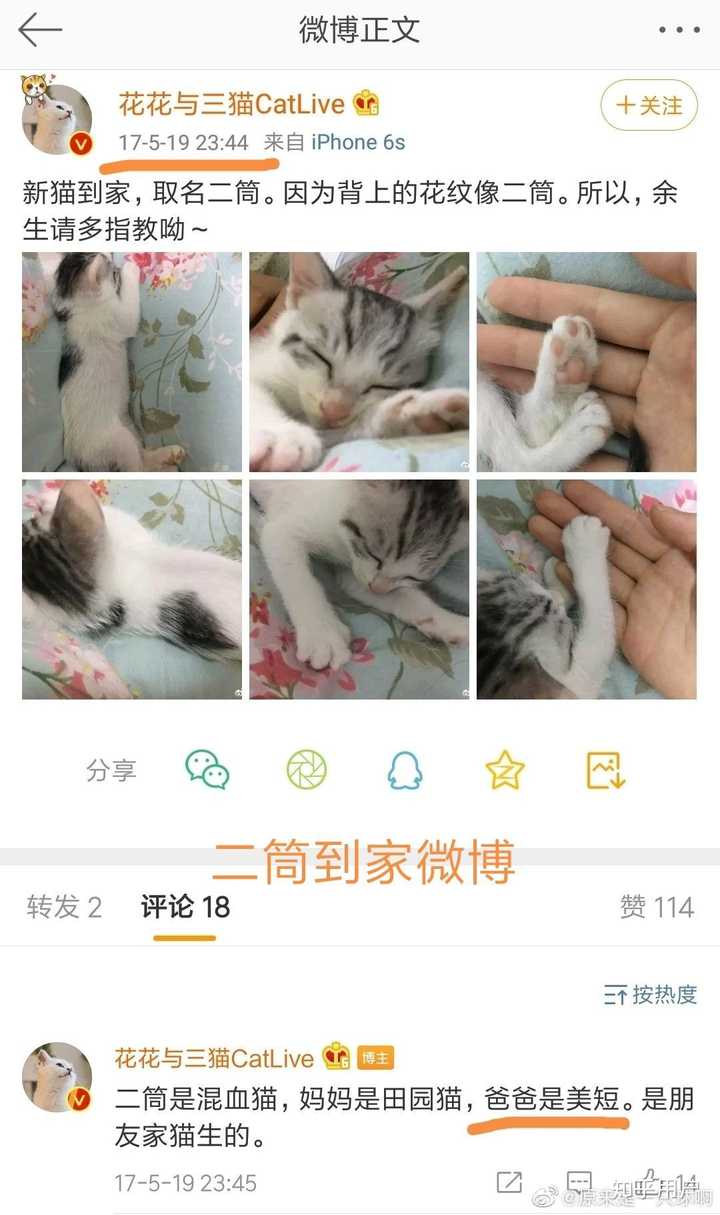 花花与三猫catlive的李白是什么品种啊,好喜欢这种呆比气质哈哈哈?