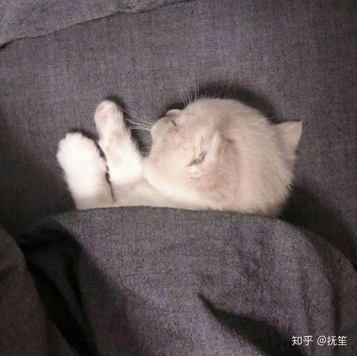 心情不好,可以给我发一些可爱的猫咪图片吗?