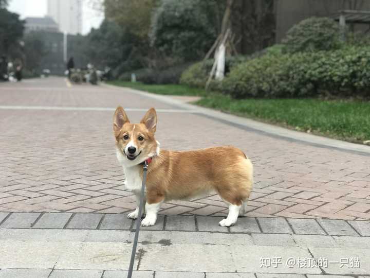 女孩子在家养狗是养柯基还得泰迪比较好?
