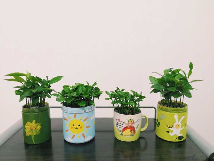 有什么盆栽植物适合放在家里养?