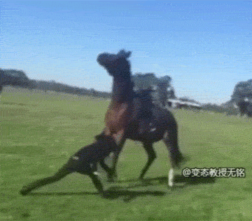 被马踢一脚是怎样一种体验?