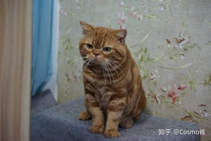 为什么美短红虎斑(加白)那么冷门?