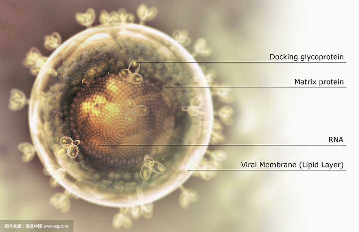 hiv病毒在侵染细胞的时候,蛋白质外壳为什么会进入细胞?