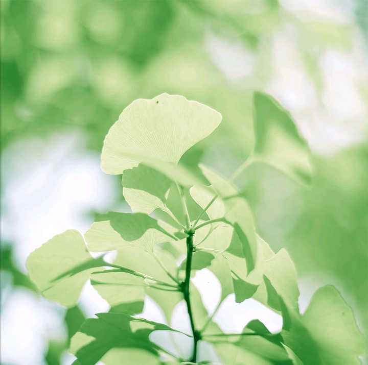 这种小清新的也挺佛系的