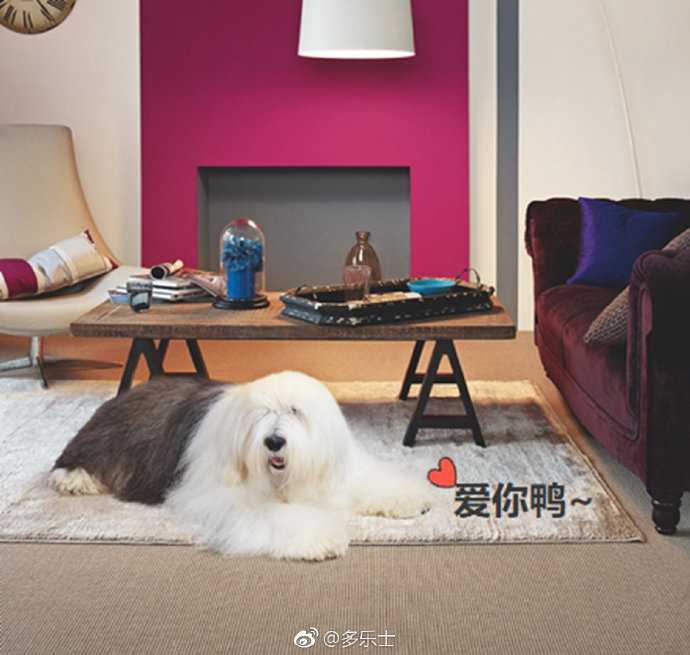 多乐士广告里的那条狗叫什么名字?