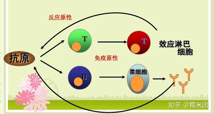 抗原的抗原性(antigenicity)是指抗原分子能与免疫应答产物,即抗体或